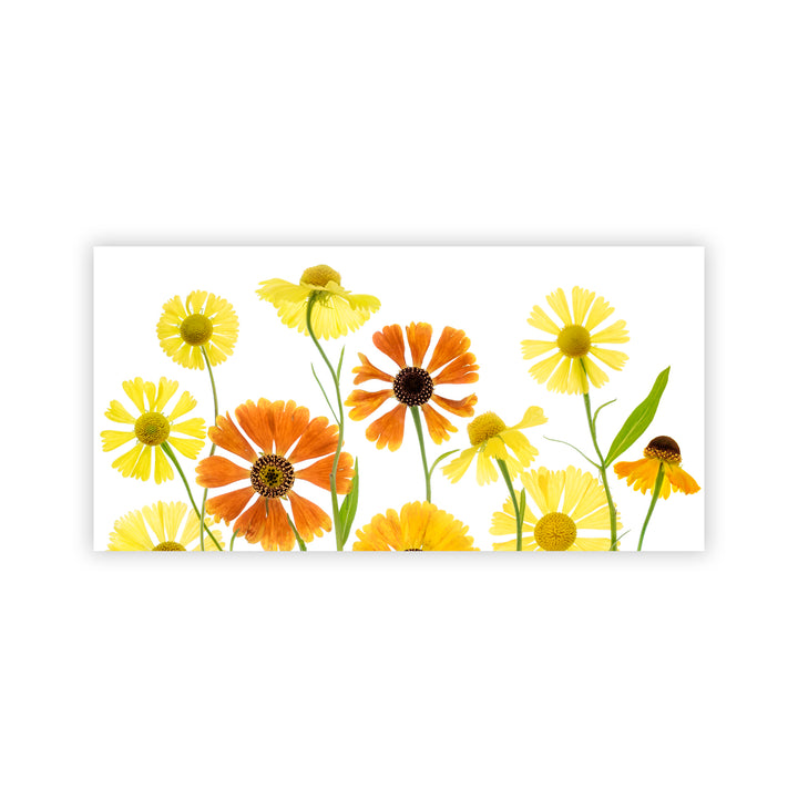 "Helenium" Acrylic Wall Art