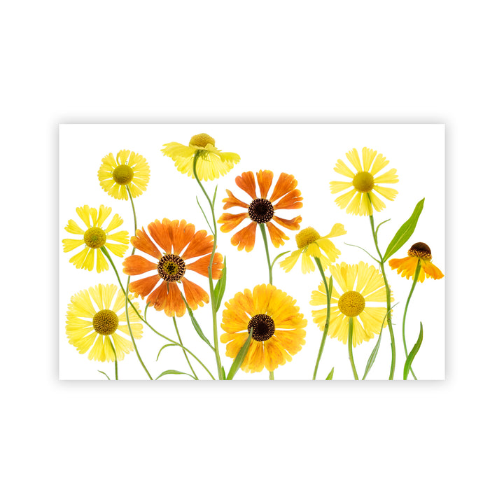 "Helenium" Acrylic Wall Art