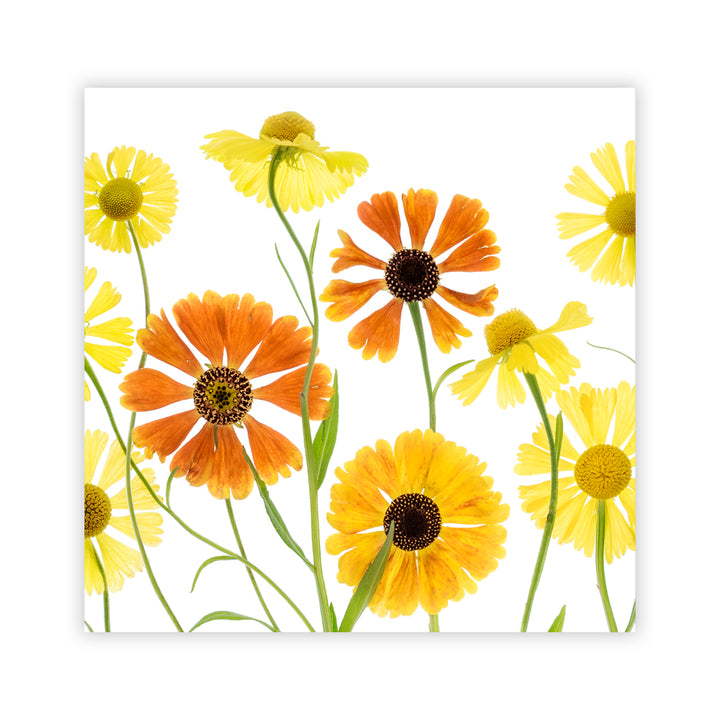 "Helenium" Acrylic Wall Art