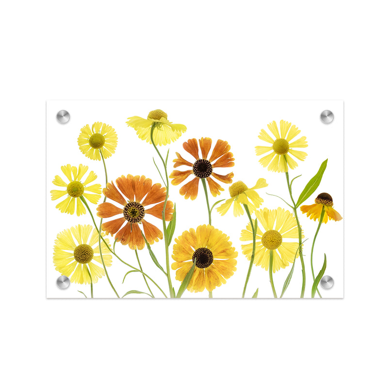 "Helenium" Acrylic Wall Art