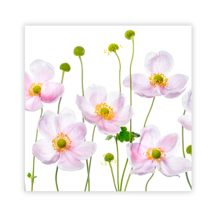 "Japanese Anemones" Acrylic Wall Art
