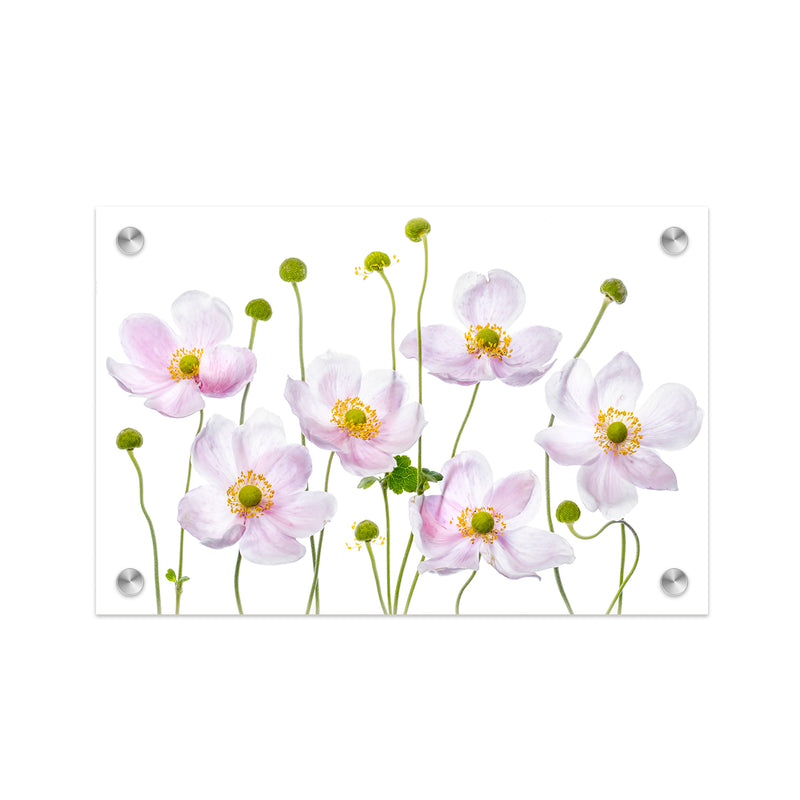 "Japanese Anemones" Acrylic Wall Art