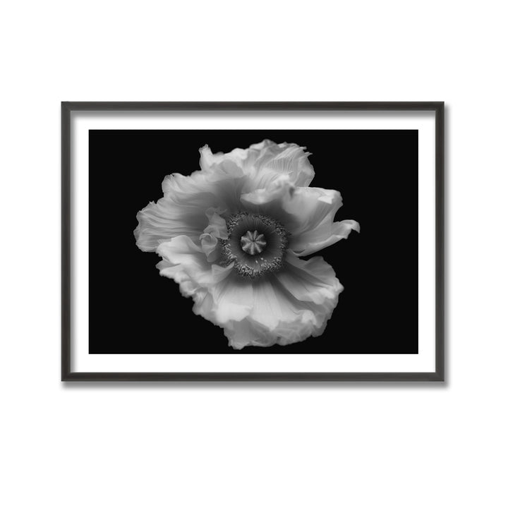 "Poppy in Mono" Framed Print Wall Ar by Lotte Gronkjar