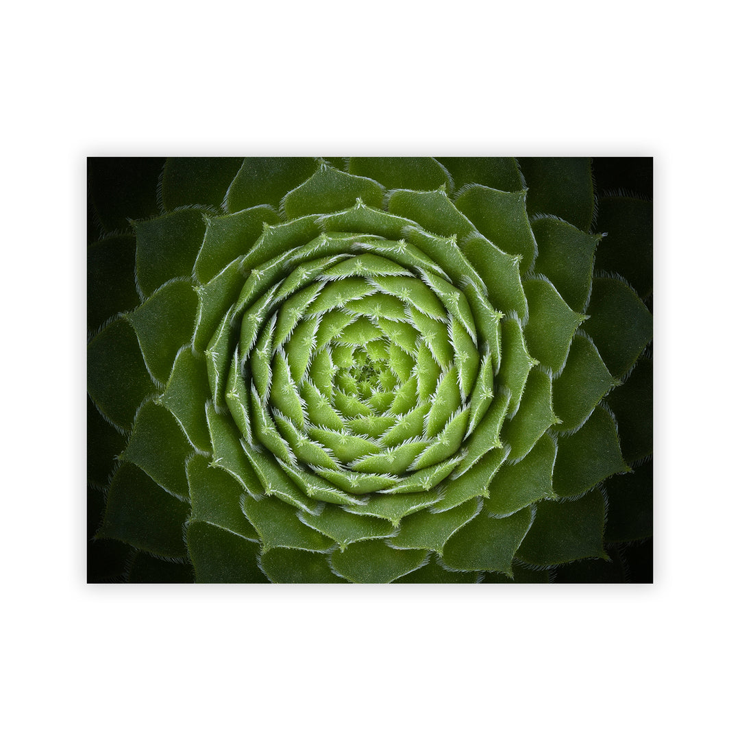 "Succulent" Acrylic Wall Art