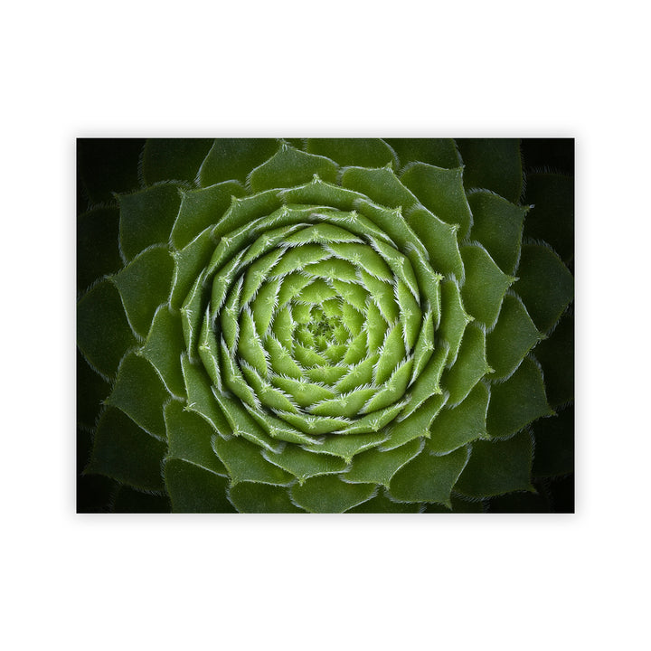 "Succulent" Acrylic Wall Art