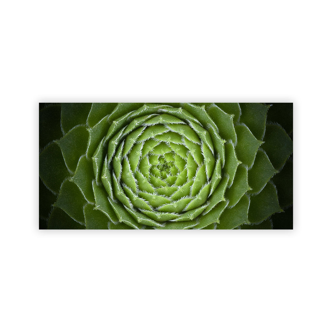 "Succulent" Acrylic Wall Art