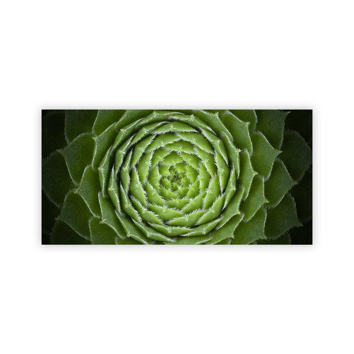 "Succulent" Acrylic Wall Art