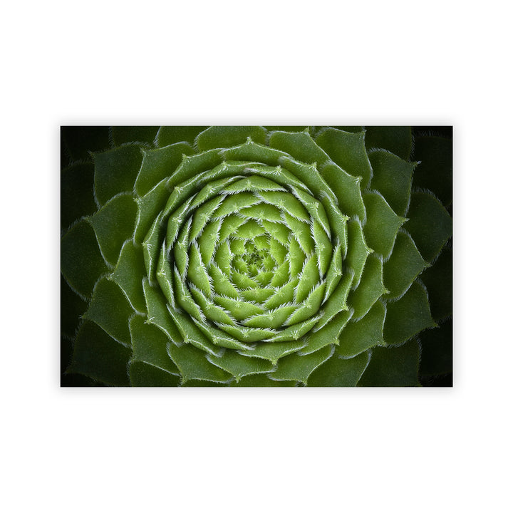 "Succulent" Acrylic Wall Art