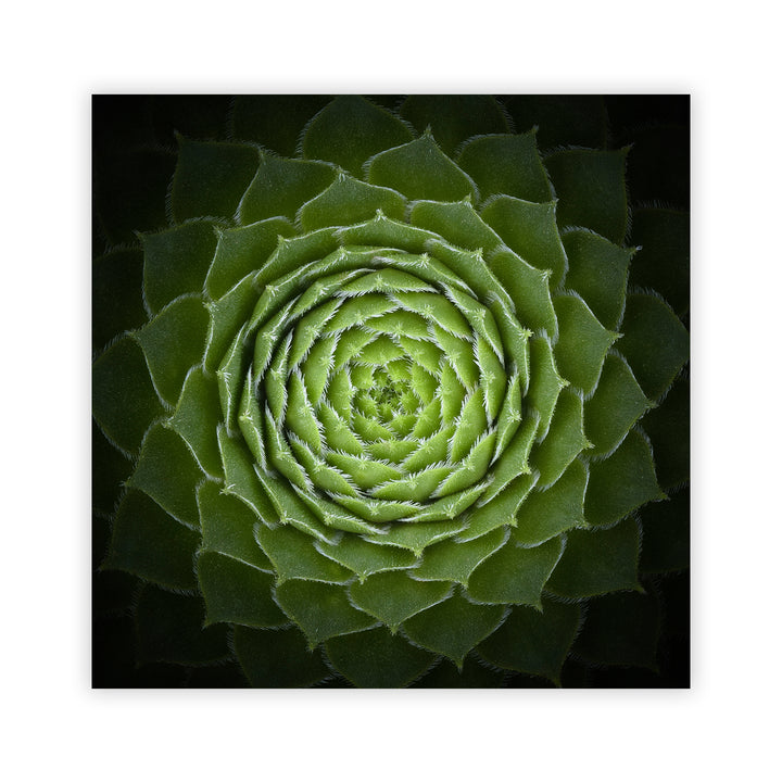 "Succulent" Acrylic Wall Art