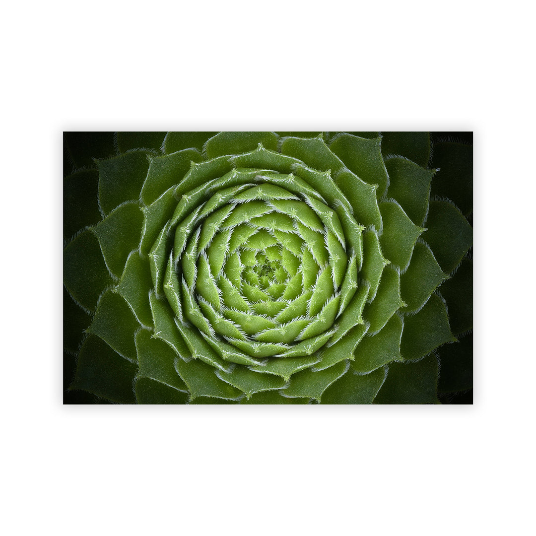 "Succulent" Acrylic Wall Art