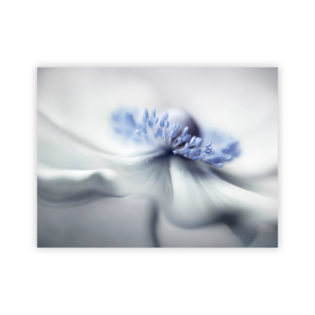 "Anemone spirit" Acrylic Wall Art