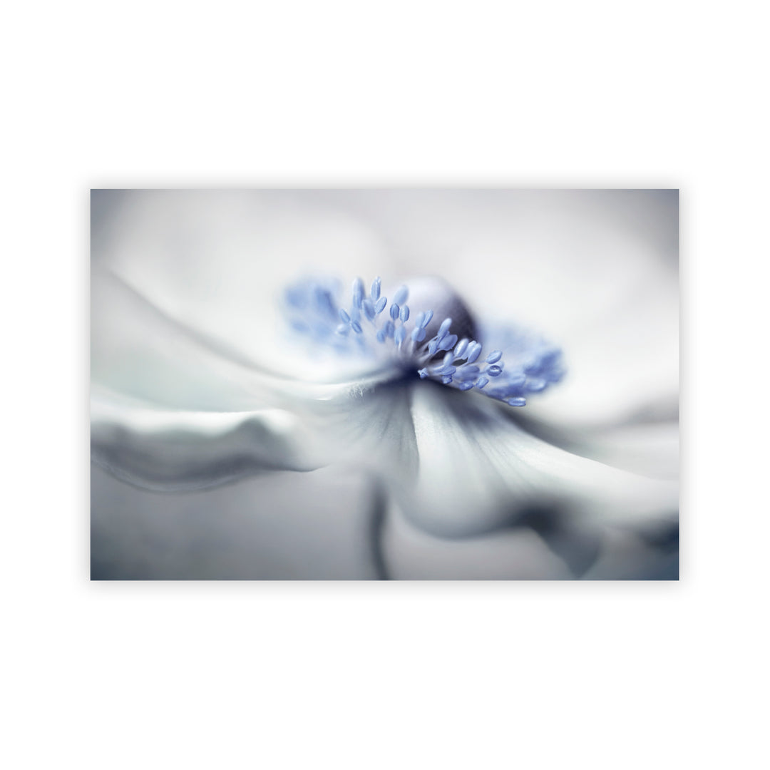 "Anemone spirit" Acrylic Wall Art