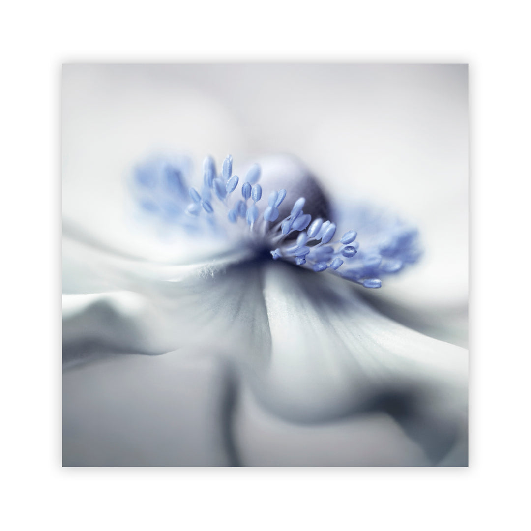 "Anemone spirit" Acrylic Wall Art