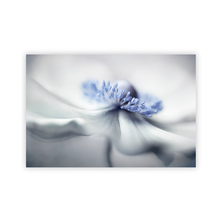 "Anemone spirit" Acrylic Wall Art