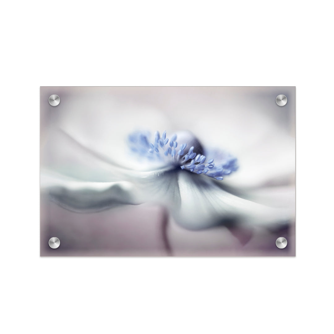 "Anemone spirit" Acrylic Wall Art
