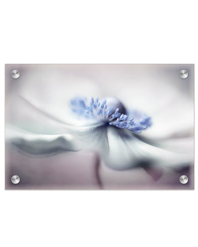 "Anemone spirit" Acrylic Wall Art