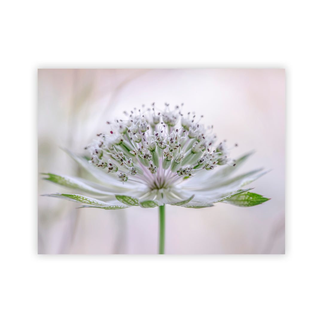 "Astrantia" Acrylic Wall Art
