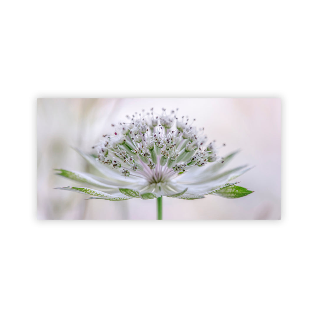 "Astrantia" Acrylic Wall Art