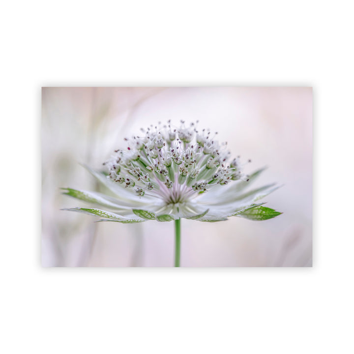 "Astrantia" Acrylic Wall Art