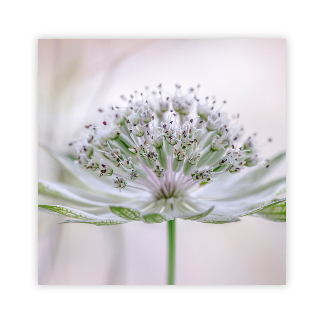 "Astrantia" Acrylic Wall Art