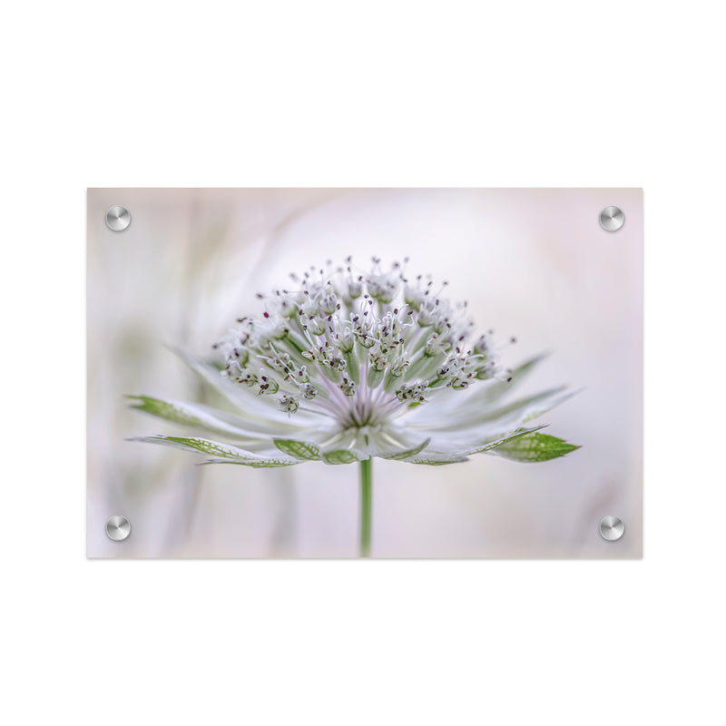 "Astrantia" Acrylic Wall Art