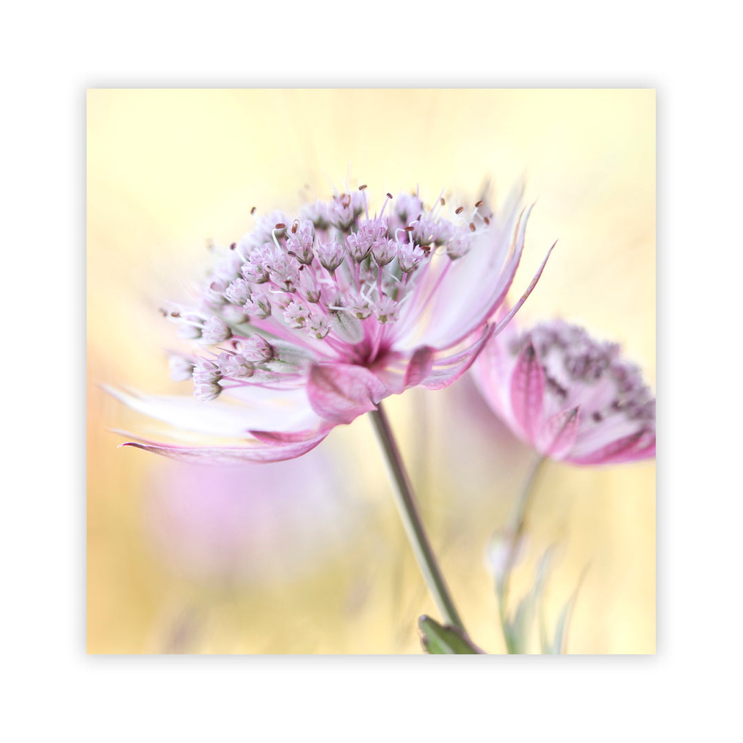 "Pink Astrantia" Acrylic Wall Art