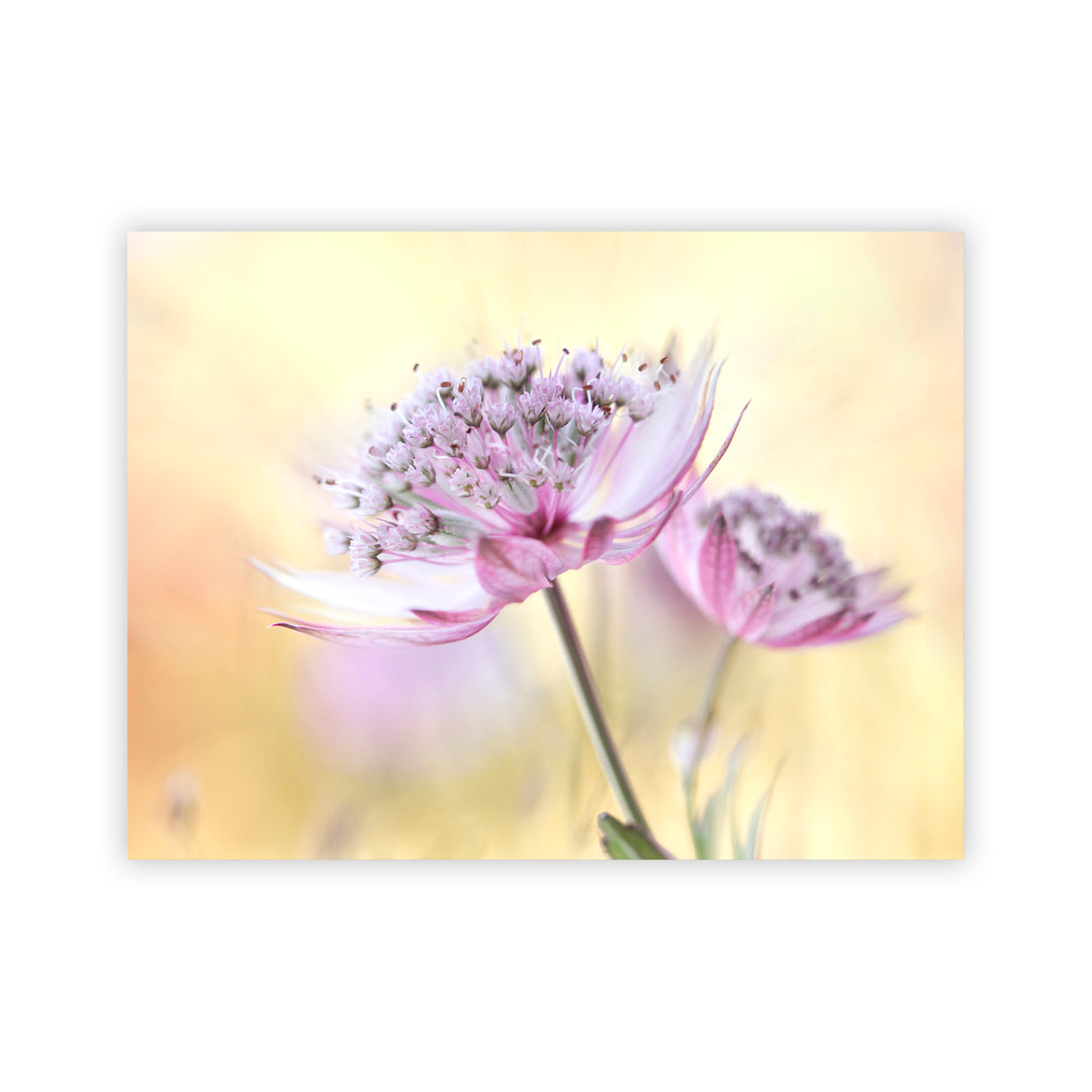"Pink Astrantia" Acrylic Wall Art
