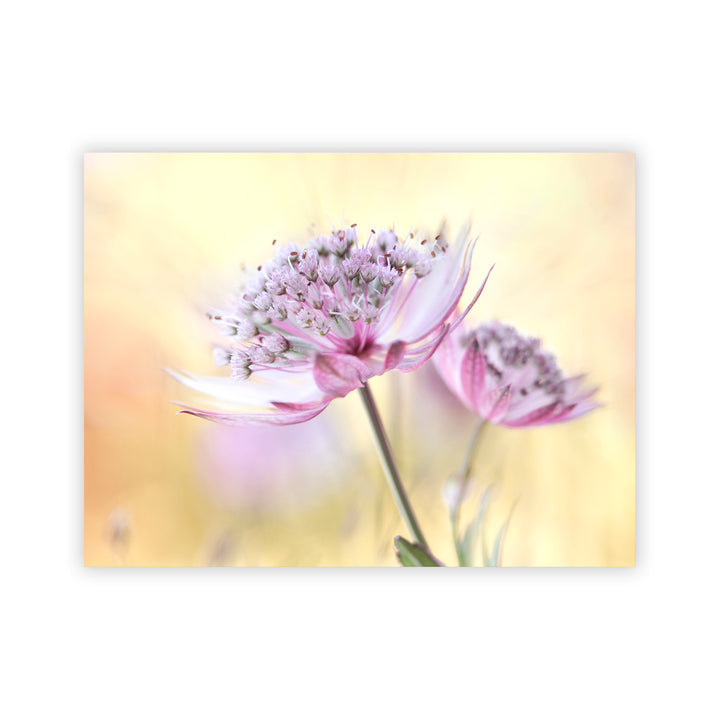 "Pink Astrantia" Acrylic Wall Art