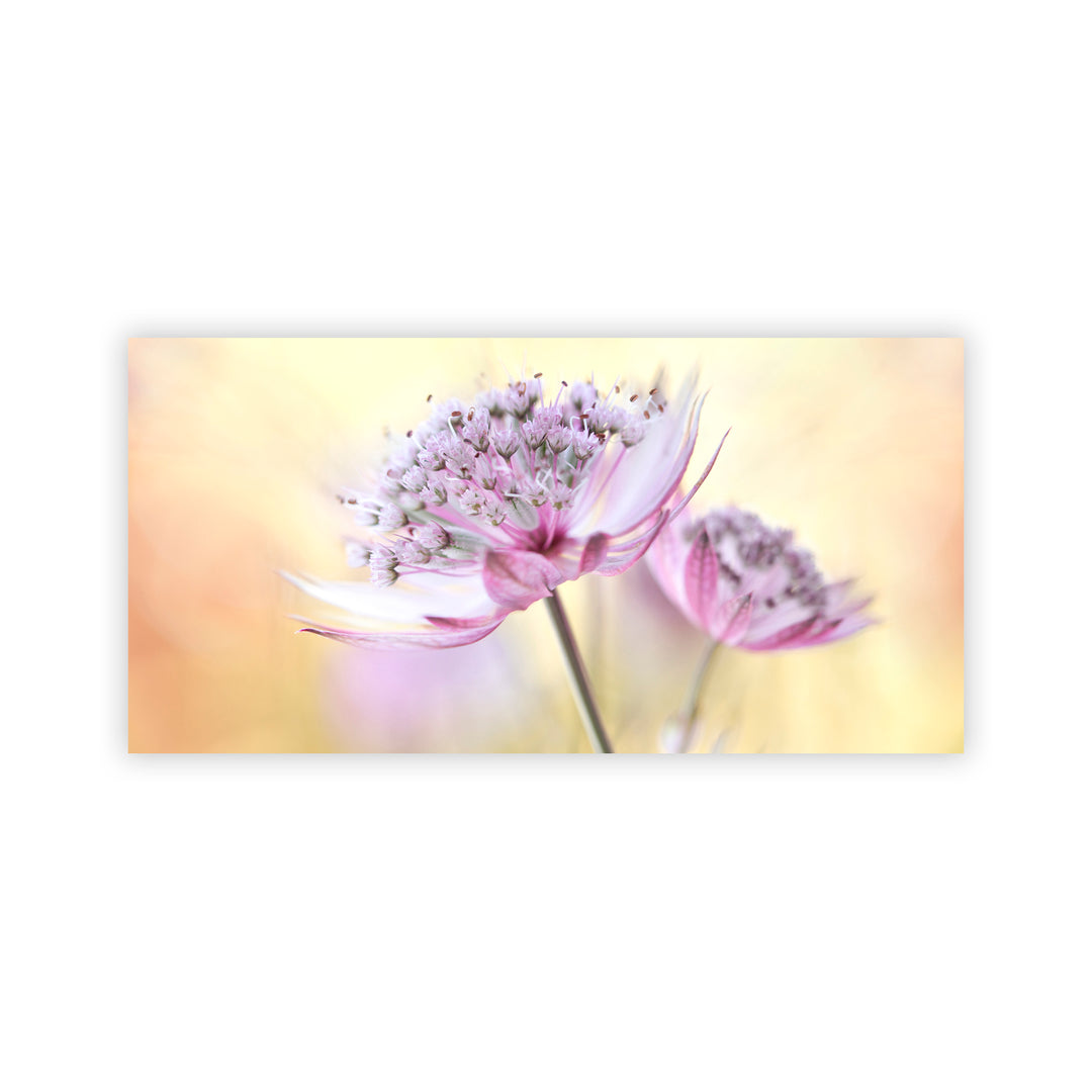 "Pink Astrantia" Acrylic Wall Art