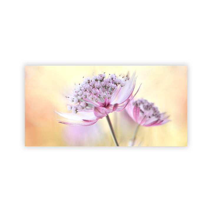 "Pink Astrantia" Acrylic Wall Art