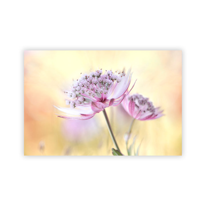 "Pink Astrantia" Acrylic Wall Art