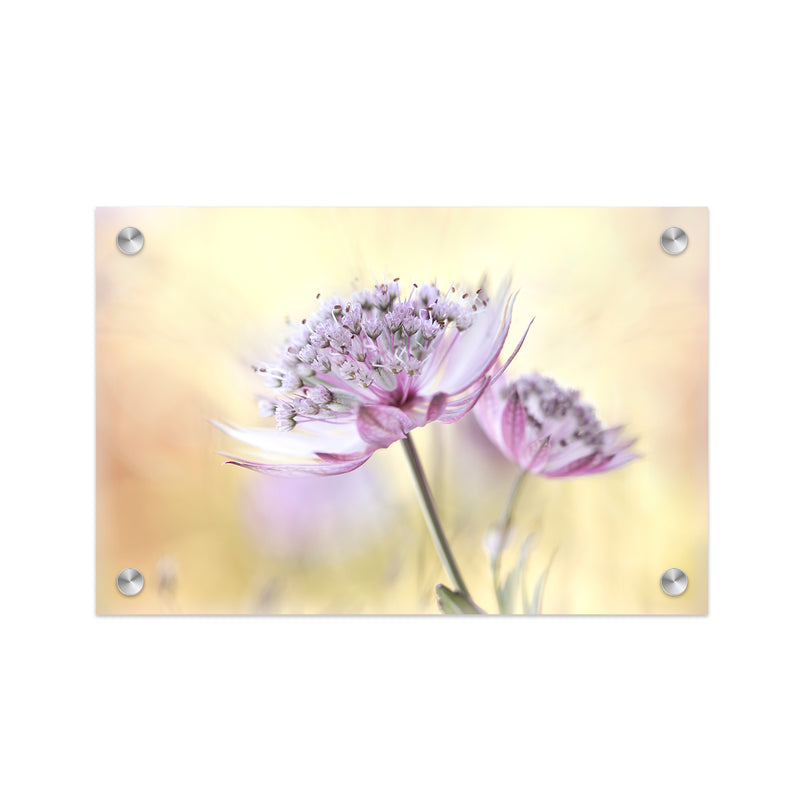 "Pink Astrantia" Acrylic Wall Art