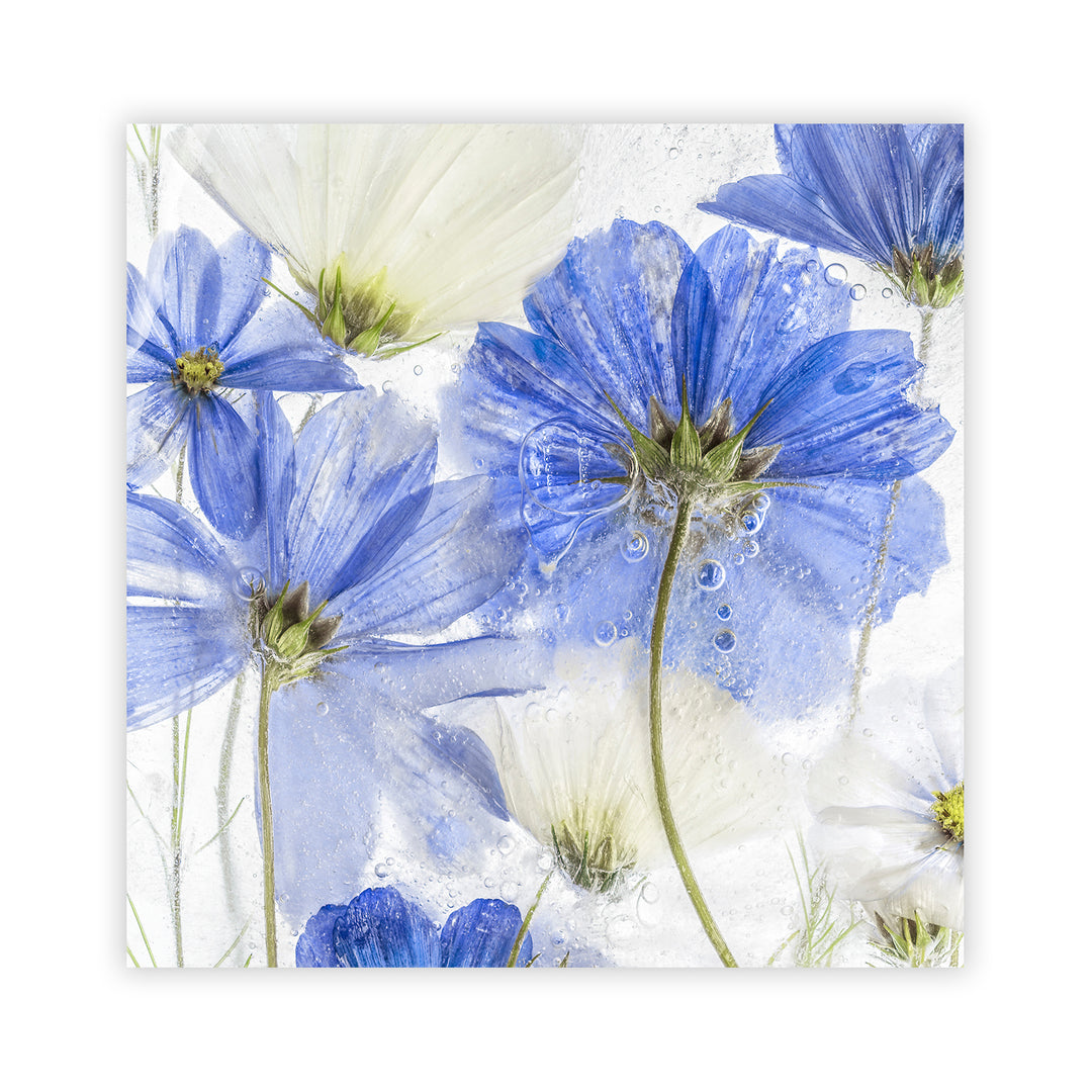 "Cosmos Blue Flower" Acrylic Wall Art