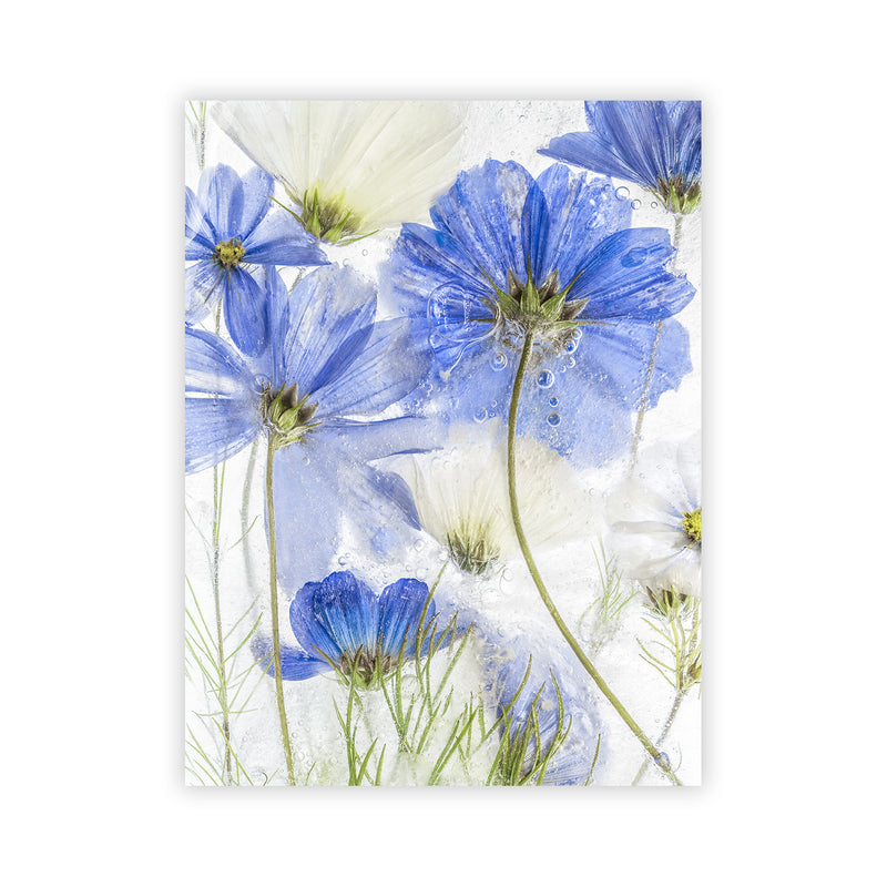 "Cosmos Blue Flower" Acrylic Wall Art