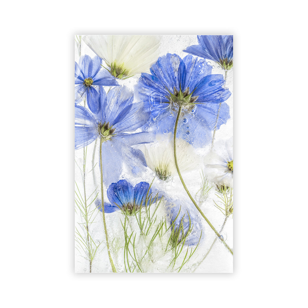"Cosmos Blue Flower" Acrylic Wall Art