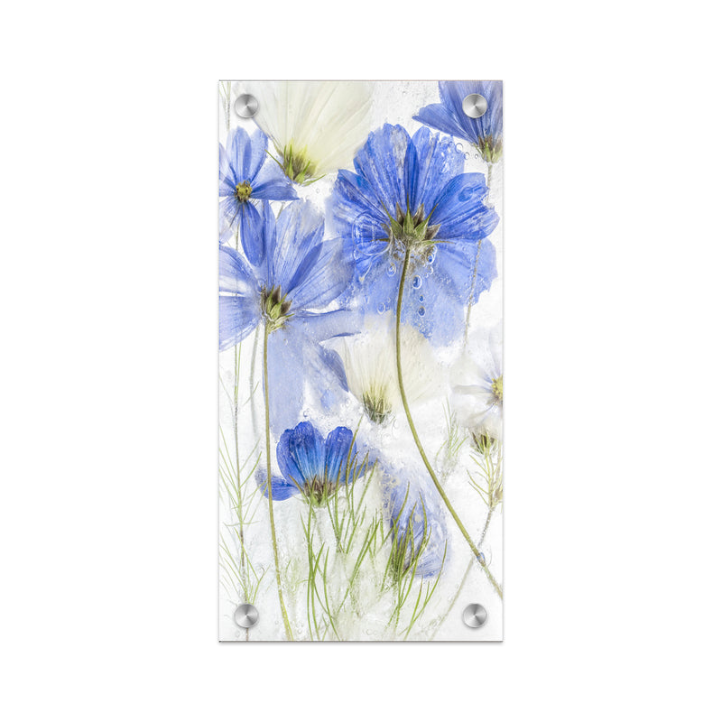 "Cosmos Blue Flower" Acrylic Wall Art