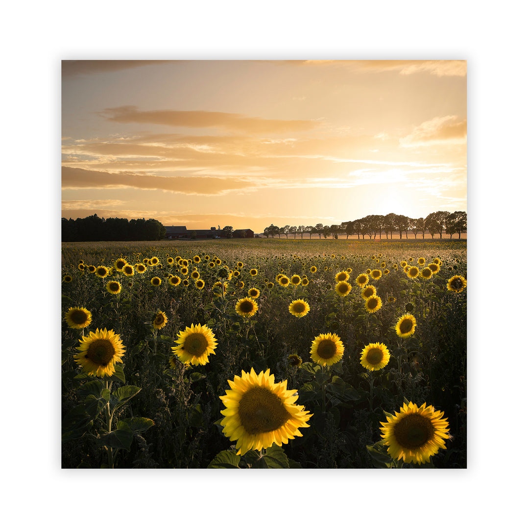 "Sunflower in Sweden" Acrylic Wall Art