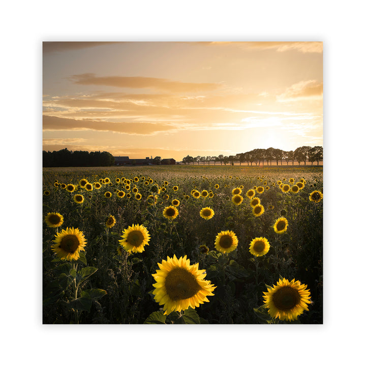 "Sunflower in Sweden" Acrylic Wall Art
