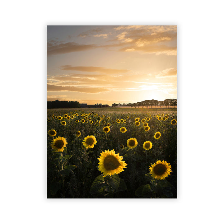 "Sunflower in Sweden" Acrylic Wall Art