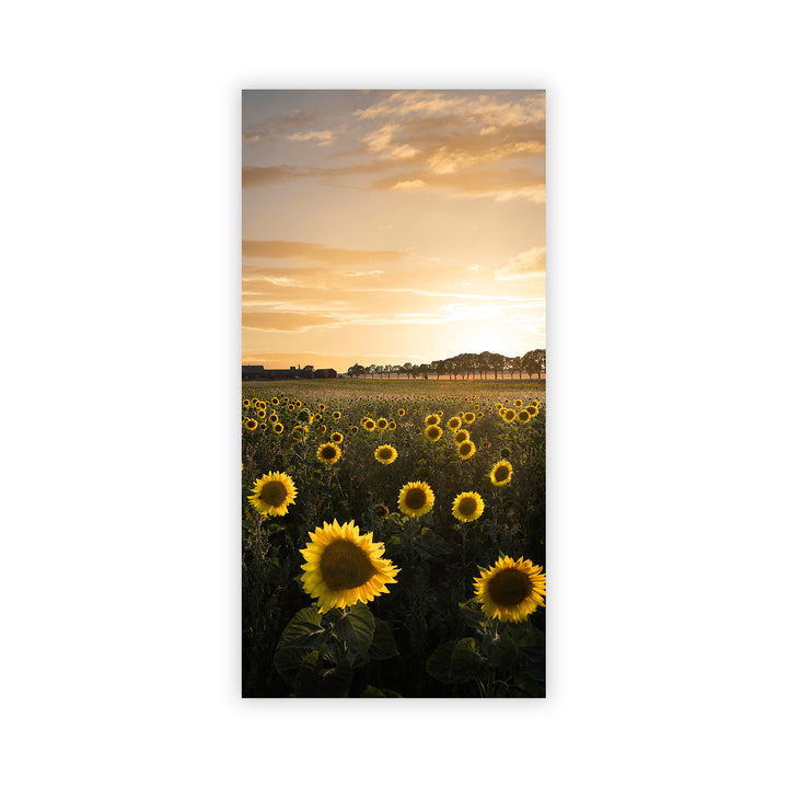 "Sunflower in Sweden" Acrylic Wall Art