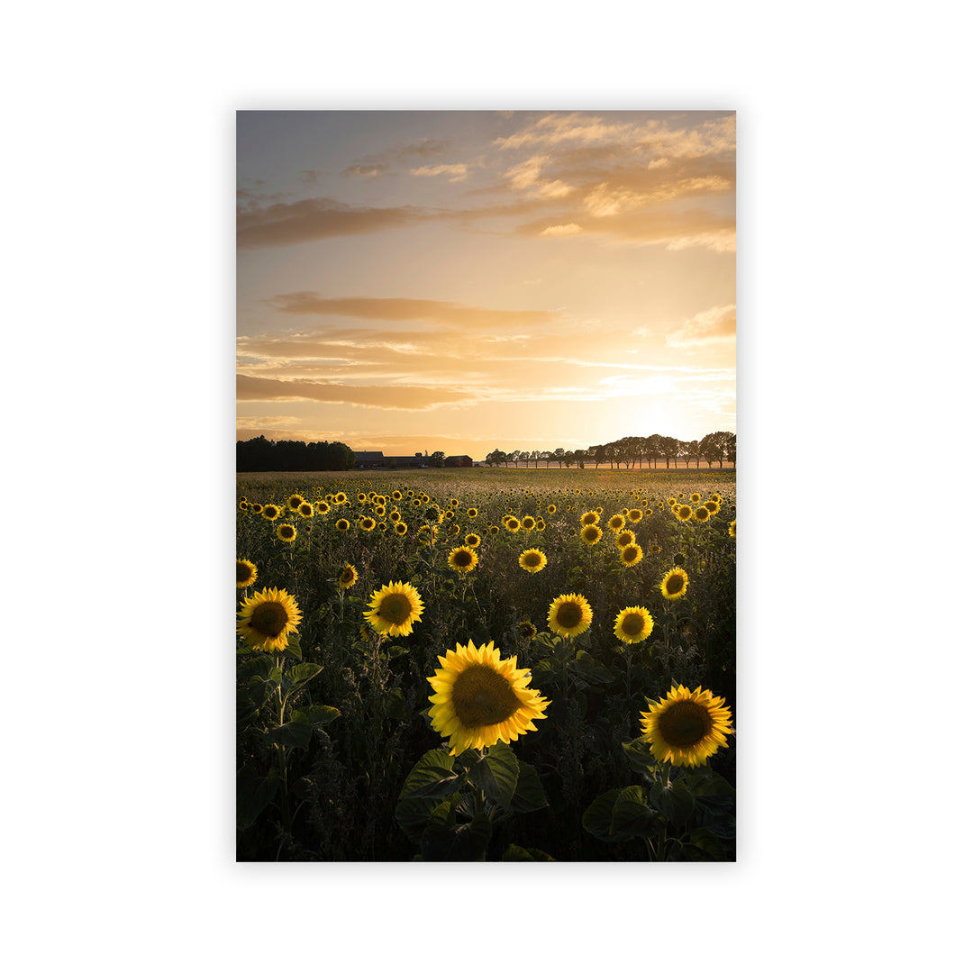 "Sunflower in Sweden" Acrylic Wall Art