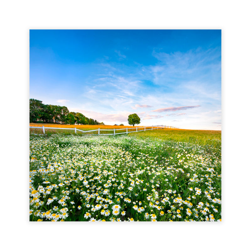 "Pastoral Daisies" Acrylic Wall Art