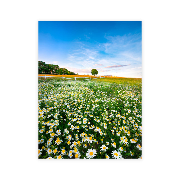 "Pastoral Daisies" Acrylic Wall Art
