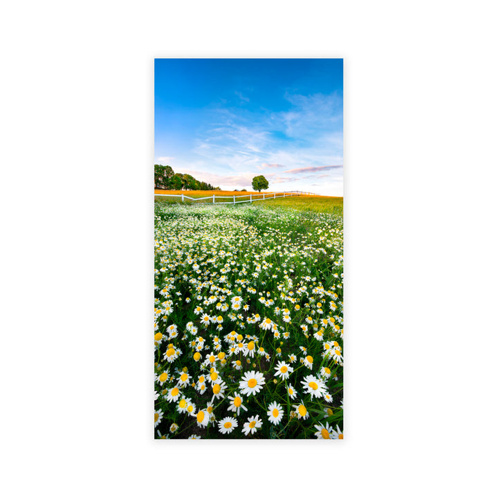 "Pastoral Daisies" Acrylic Wall Art