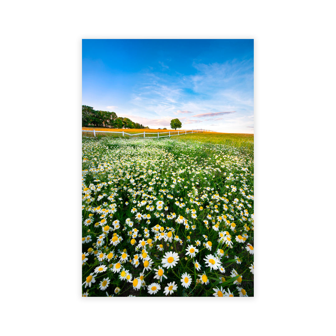 "Pastoral Daisies" Acrylic Wall Art