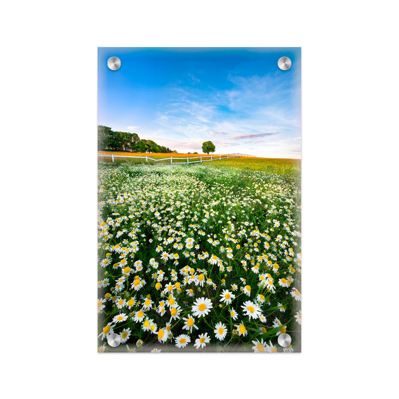 "Pastoral Daisies" Acrylic Wall Art