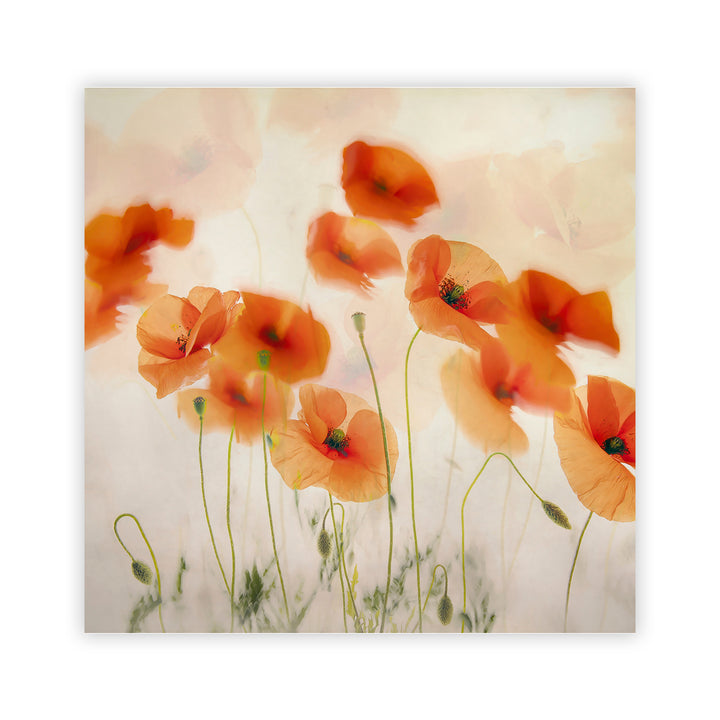 "Windy Poppies" Acrylic Wall Art
