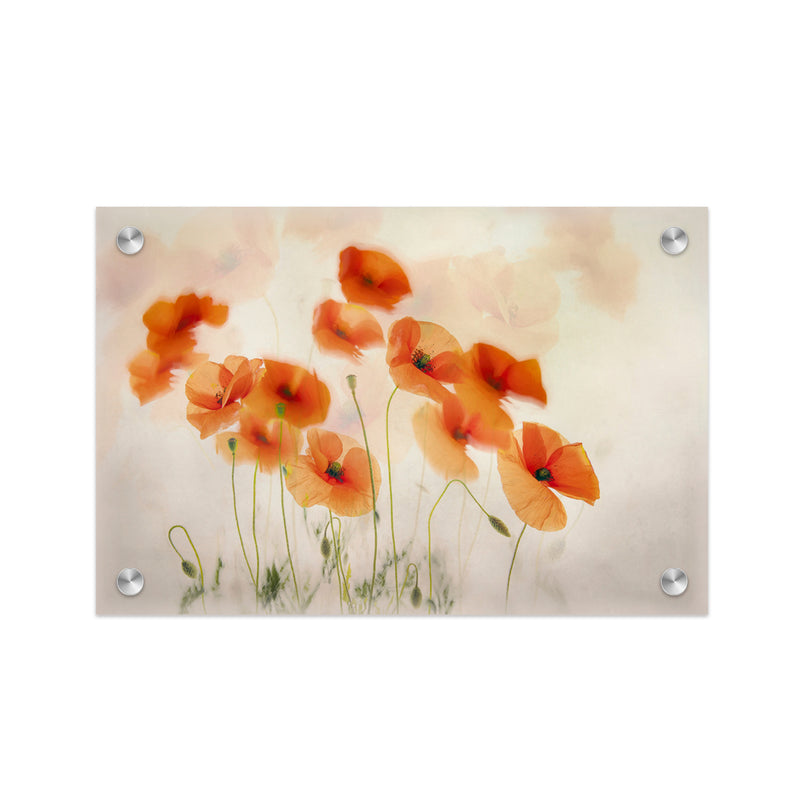 "Windy Poppies" Acrylic Wall Art