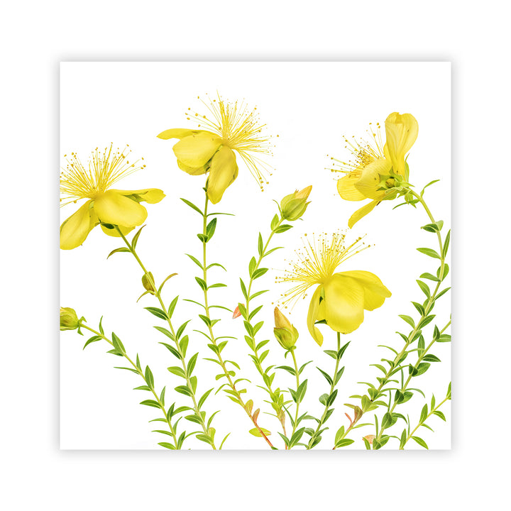 "Hypericum" Acrylic Wall Art