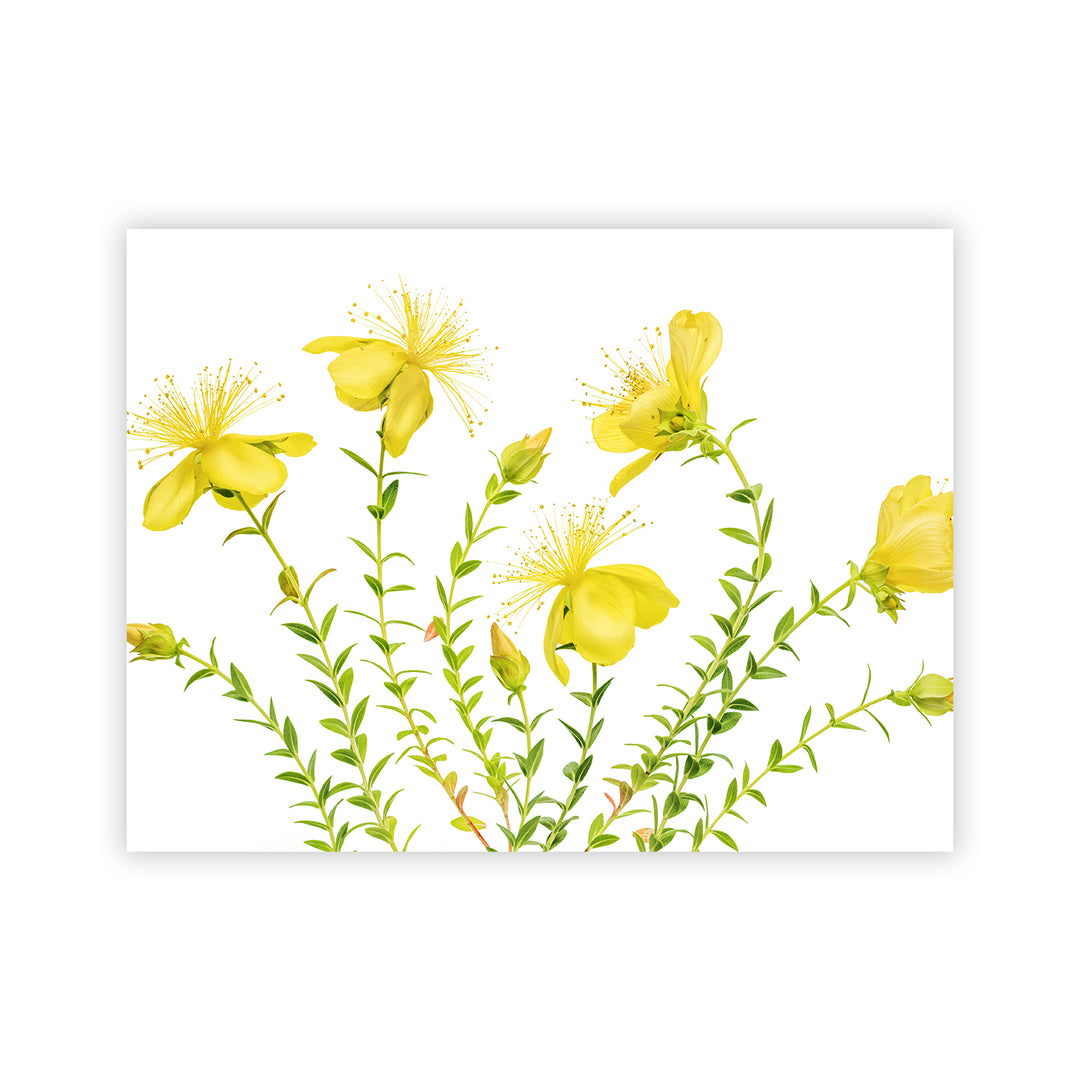 "Hypericum" Acrylic Wall Art